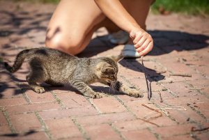 Adoption Option Program