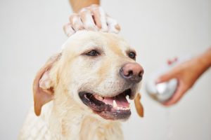 dog taking bath